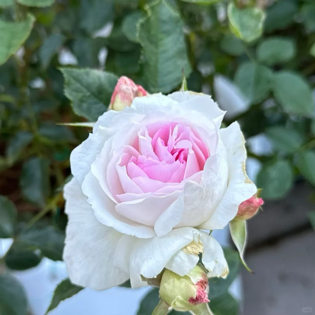Couleur de l’amour Rose