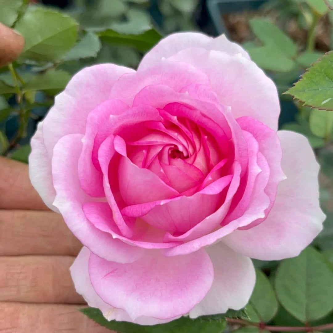 Couleur de l’amour Rose