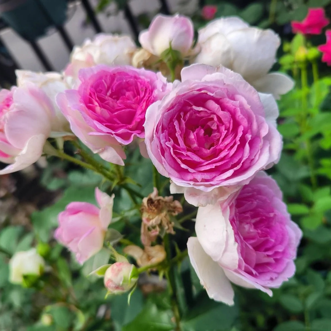 Couleur de l’amour Rose