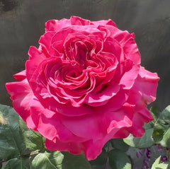 Country Blue Rose
