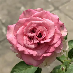 Country Blue Rose