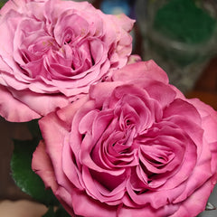 Country Blue Rose