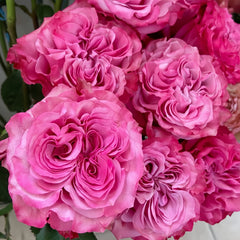 Country Blue Rose