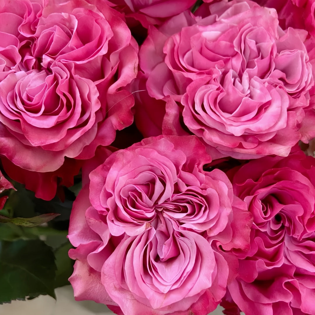 Country Blue Rose