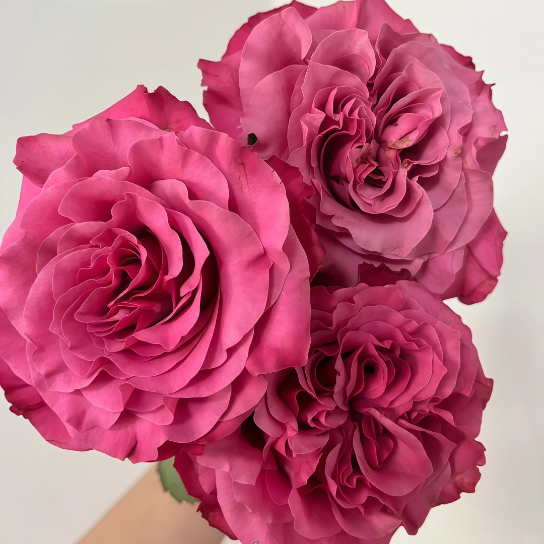 Country Blue Rose