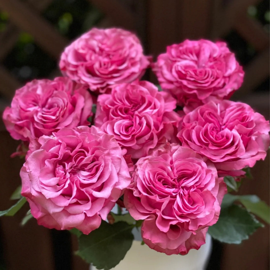 Country Blue Rose
