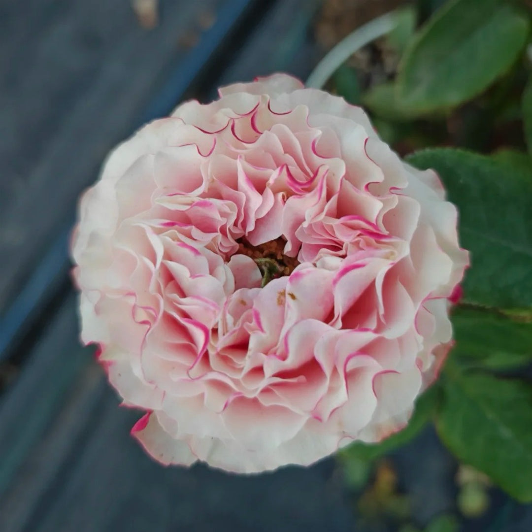 Country Candy Rose
