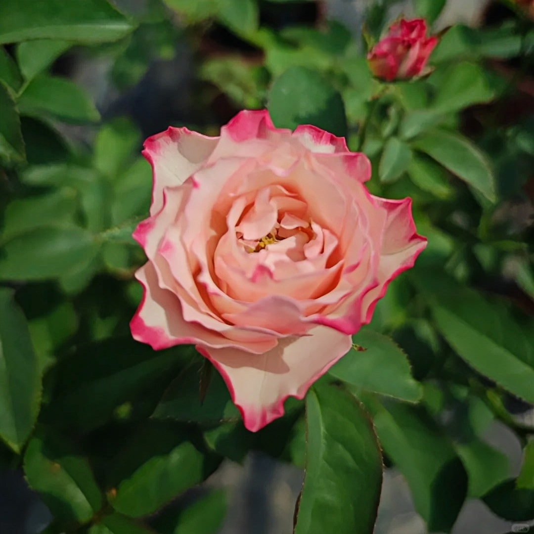Country Candy Rose