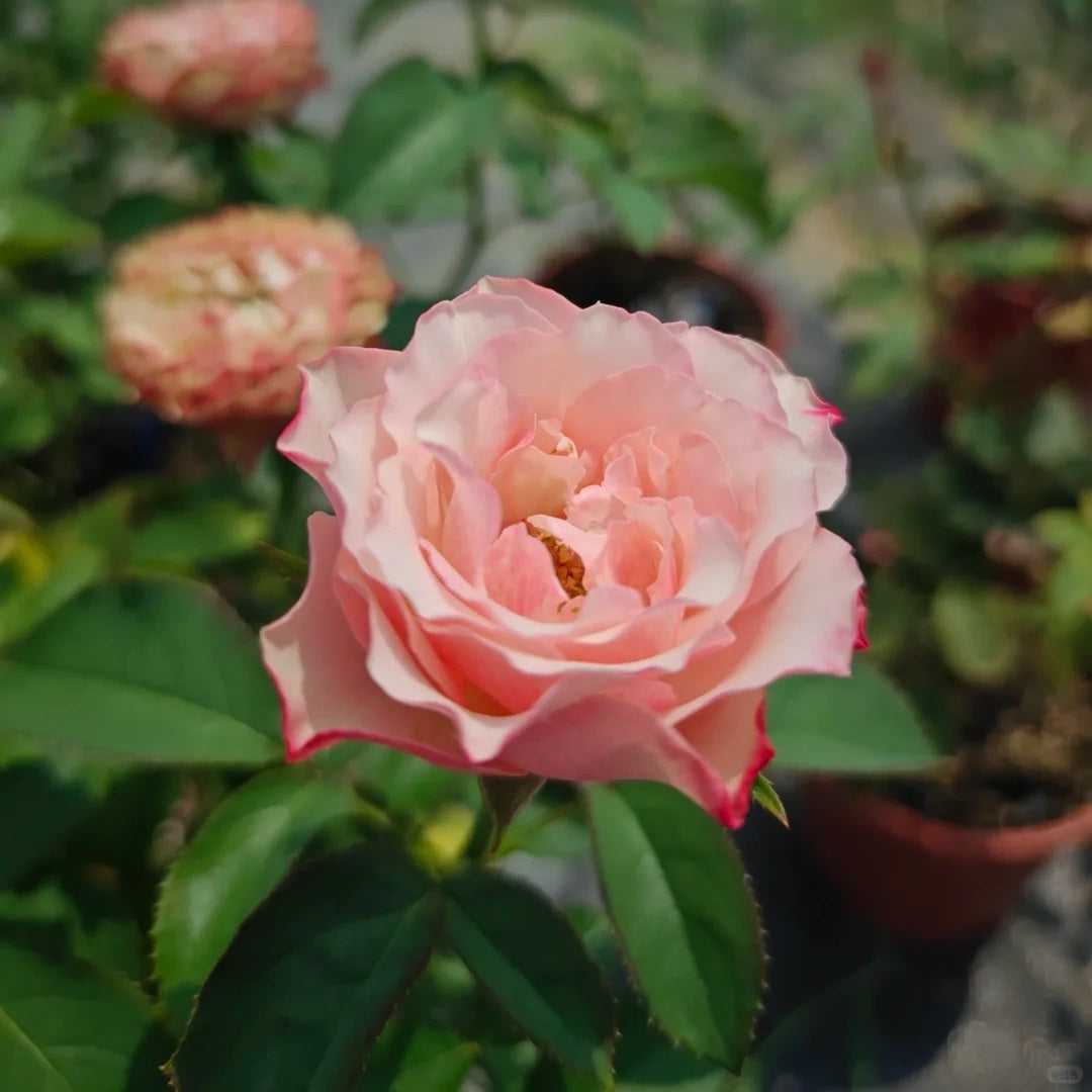 Country Candy Rose