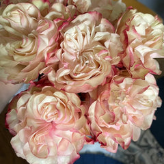 Country Candy Rose