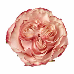 Country Candy Rose