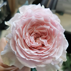 Country Peonia Rose