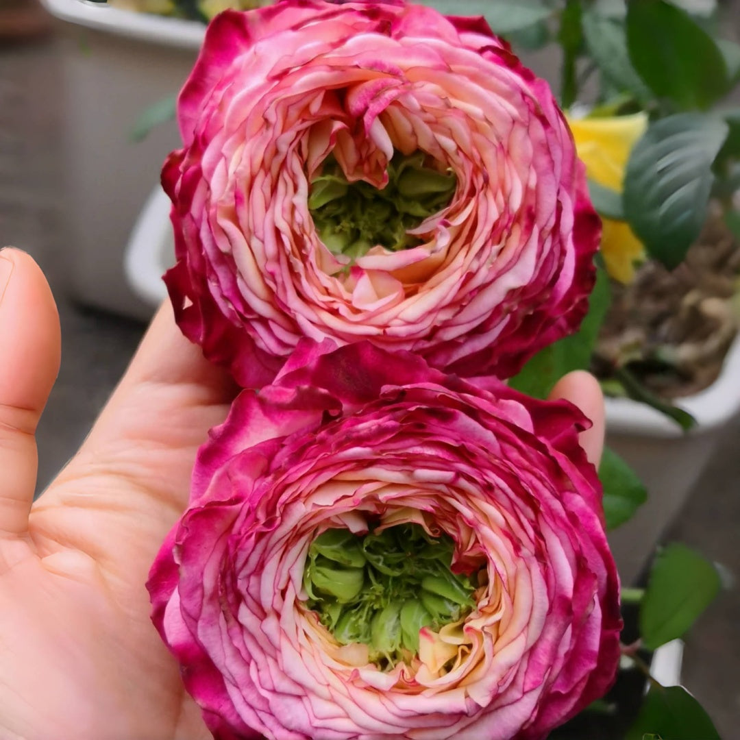 house rose plant Country Spirit House Rose-乡村雅舍