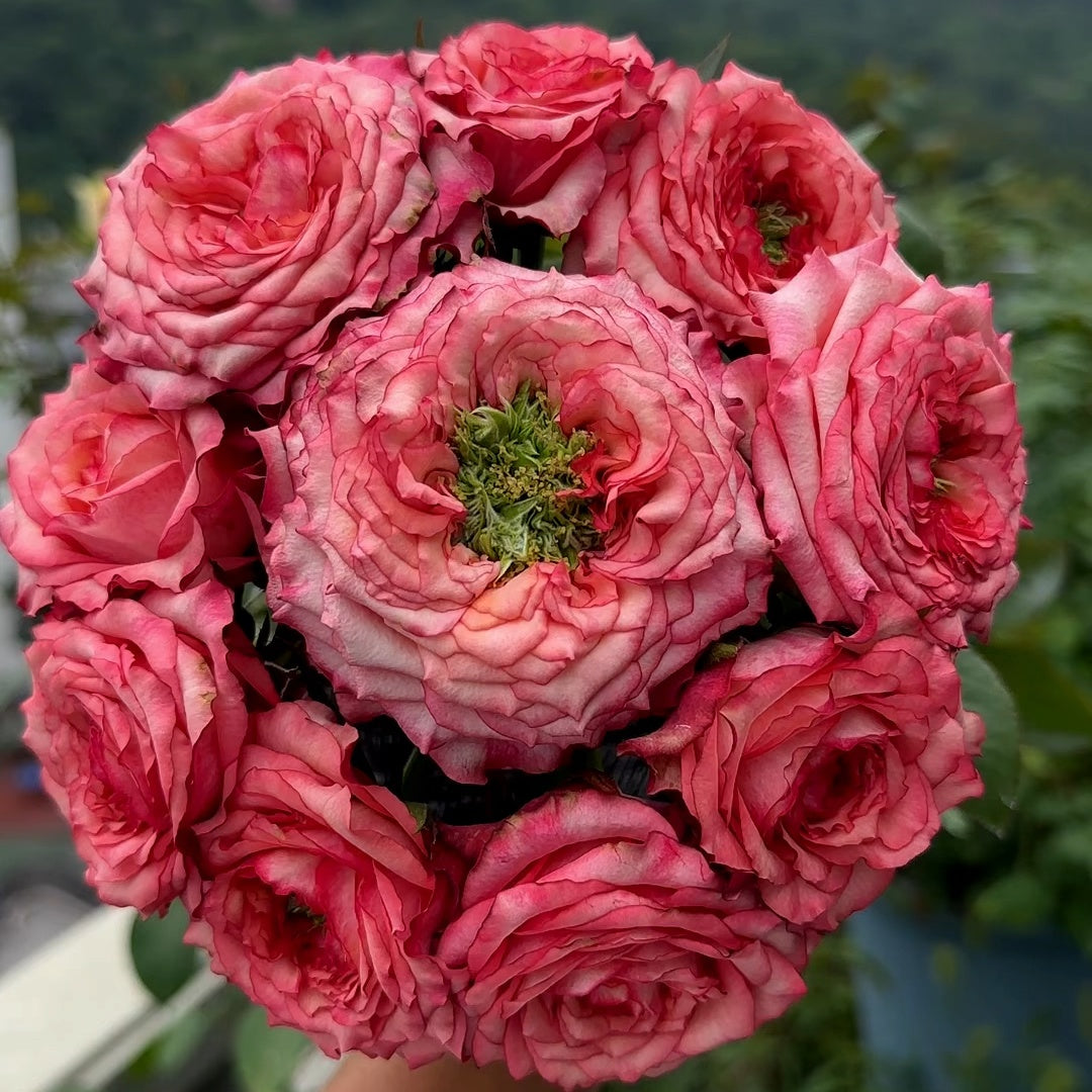 Country Spirit House Rose