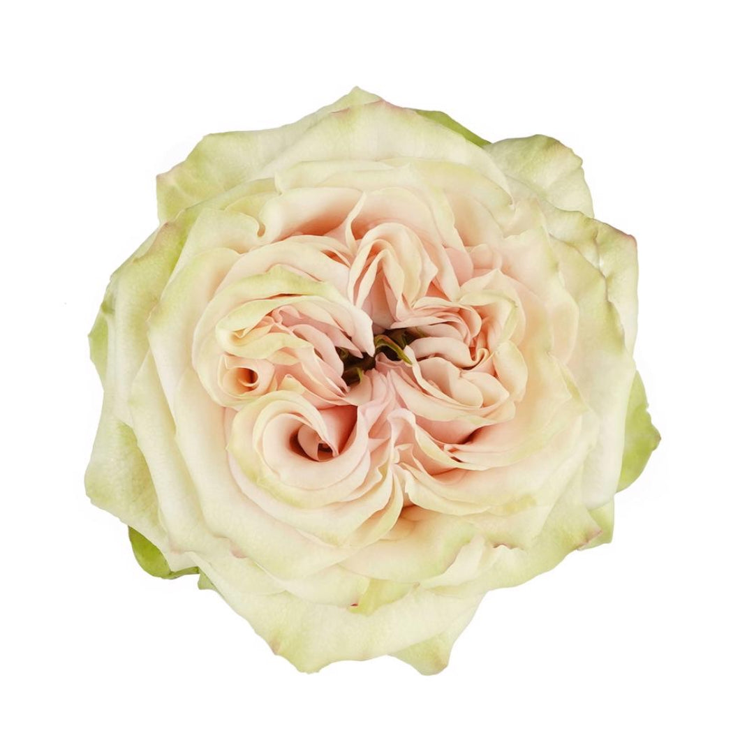 Country Spirit Secret Rose