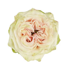 Country Spirit Secret Rose