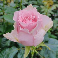 Country Peonia Rose