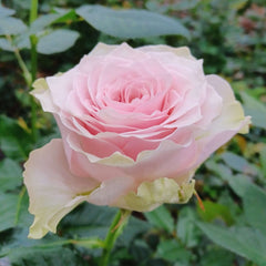 Country Peonia Rose
