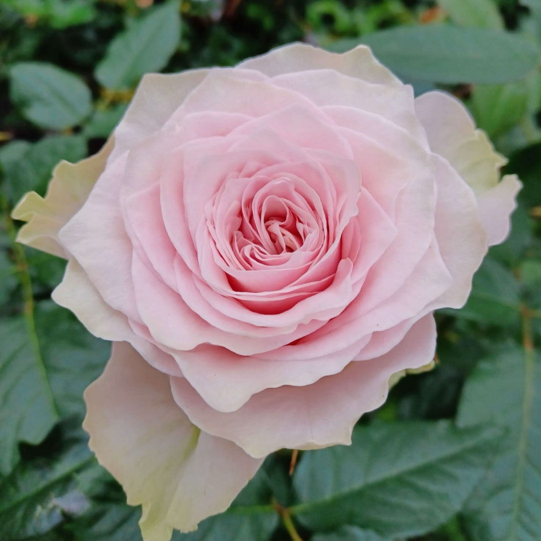 Country Peonia Rose
