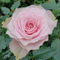 Country Peonia Rose