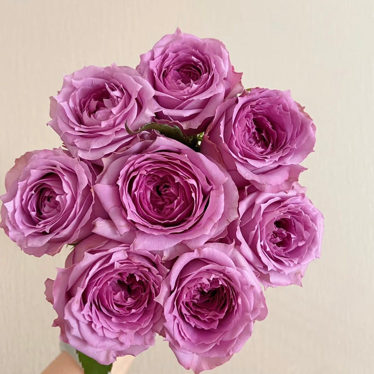 On Sale Roses – Ergongzy Roses