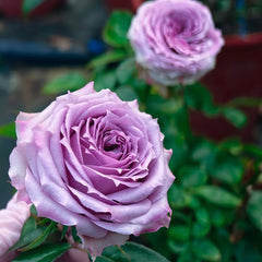 Country Song Rose-乡村音乐｜Germany Cut Rose