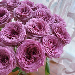 Country Song Rose