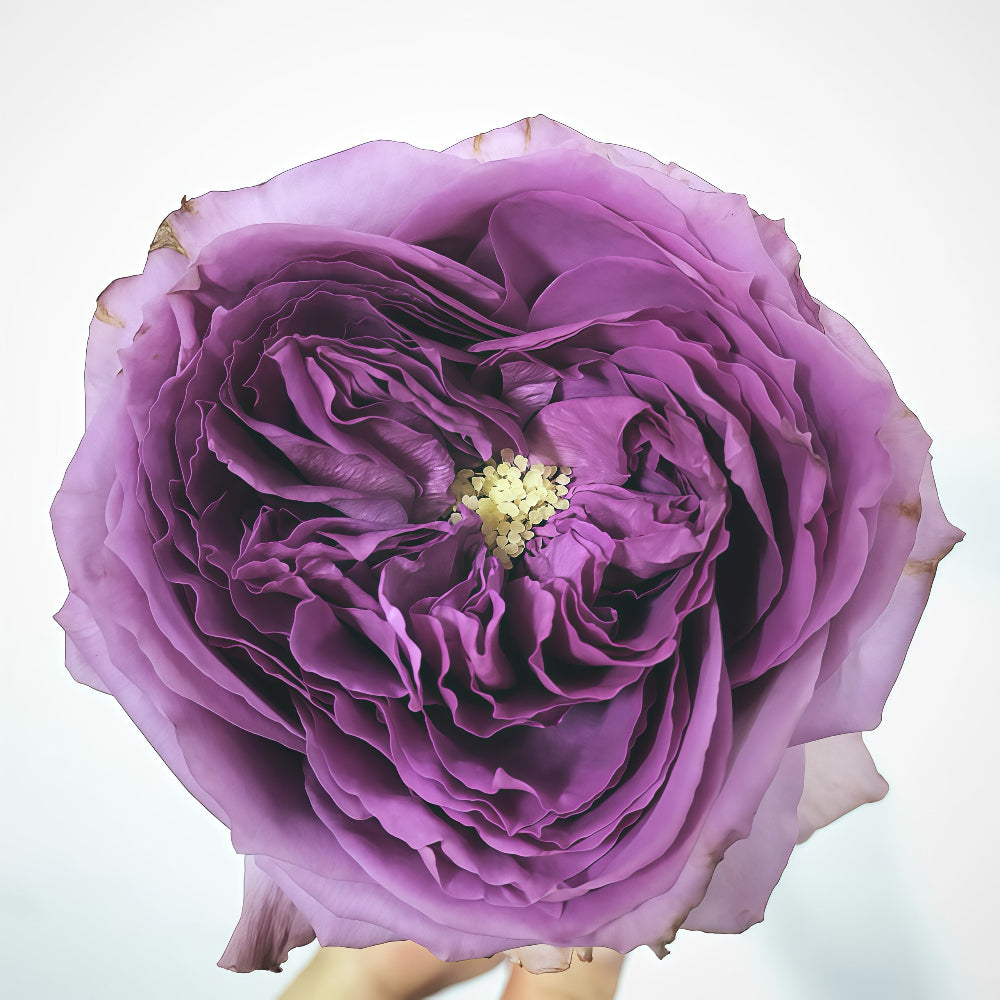 Country Song Rose