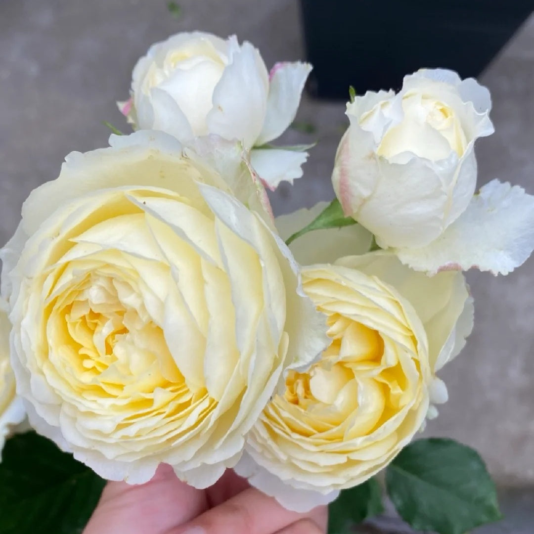 Cream Cake Rose
