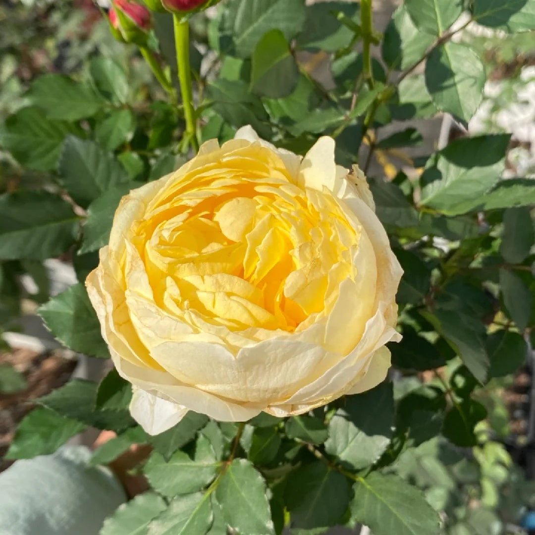 Cream Cake Rose