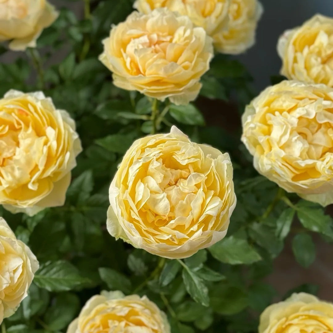 Cream Cake Rose