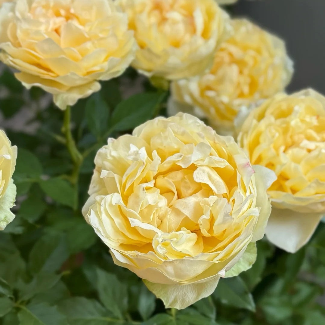 Cream Cake Rose