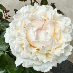 Cream Yves Piaget Rose