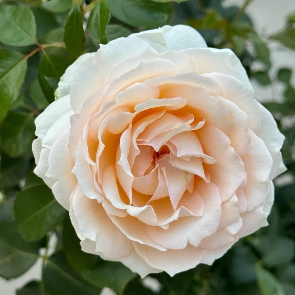 Cream Yves Piaget Rose