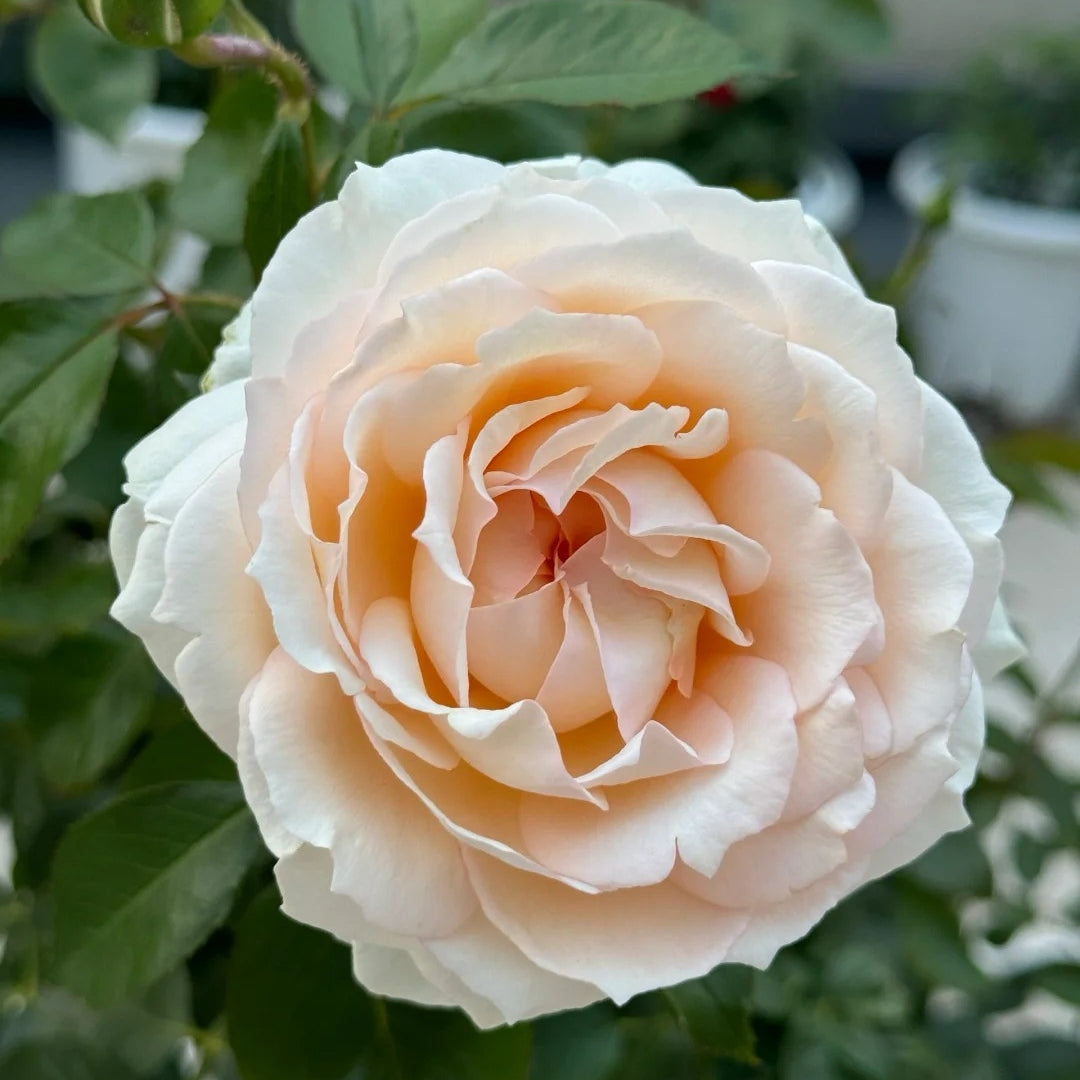 Cream Yves Piaget Rose