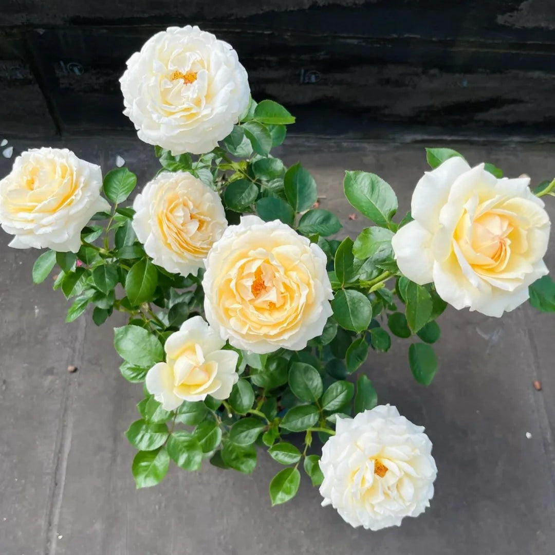 Cream Yves Piaget Rose