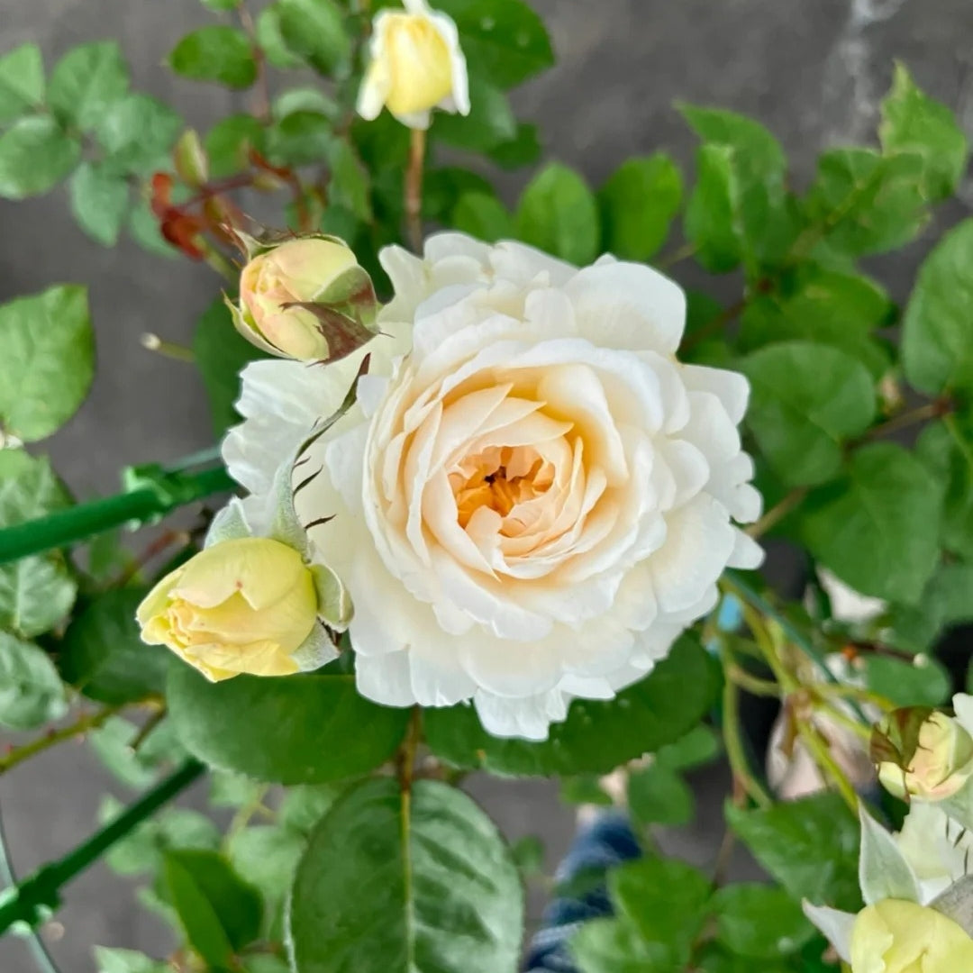 Cream Yves Piaget Rose