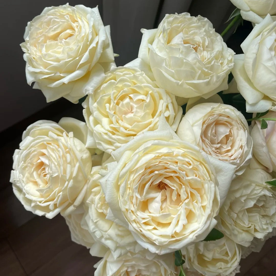 Cream Yves Piaget Rose
