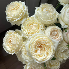 Cream Yves Piaget Rose