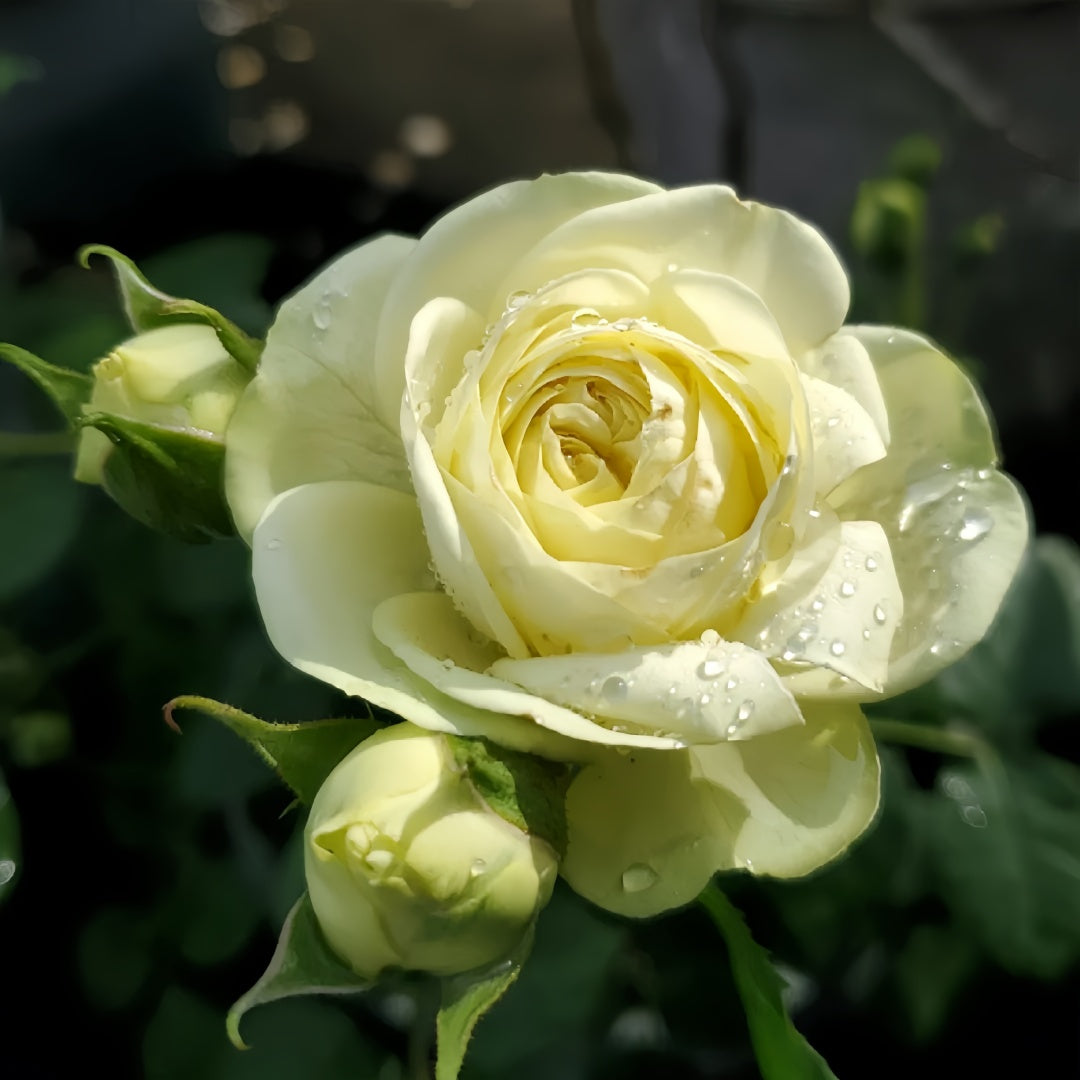 Creamy Eden Rose-奶油龙沙
