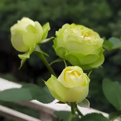 Creamy Eden Rose-奶油龙沙