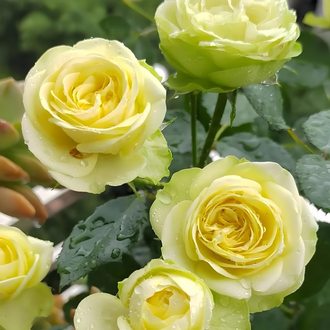 Creamy Eden Rose-奶油龙沙