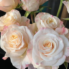 Cynthia Rose