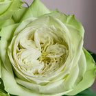 Rose Yagi Green 八目绿 new Japanese Rose. Very green.