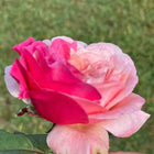 Tamaki misora. Japanese Cut Rose.