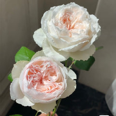 Cocotte Rose-可爱瓷｜Japanese Cut Rose