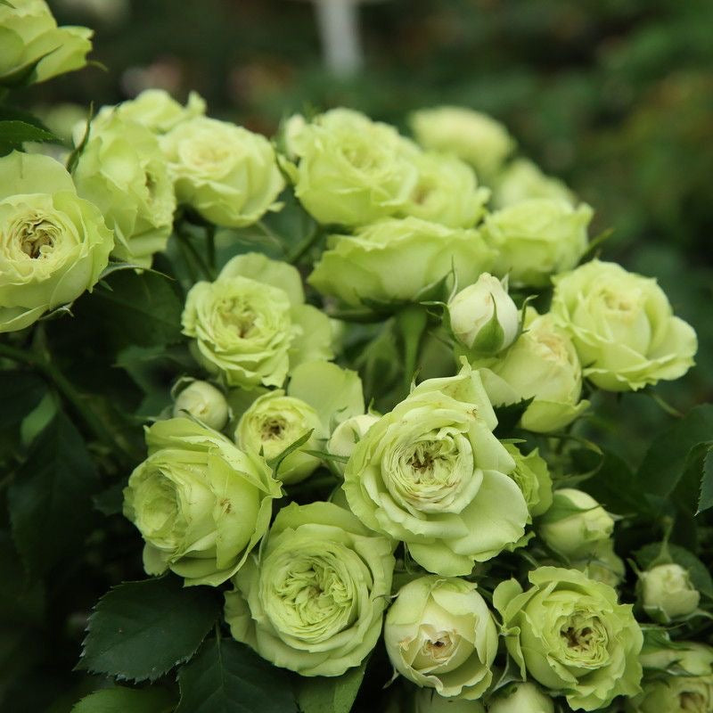 Rose lovely green. 可爱绿月季