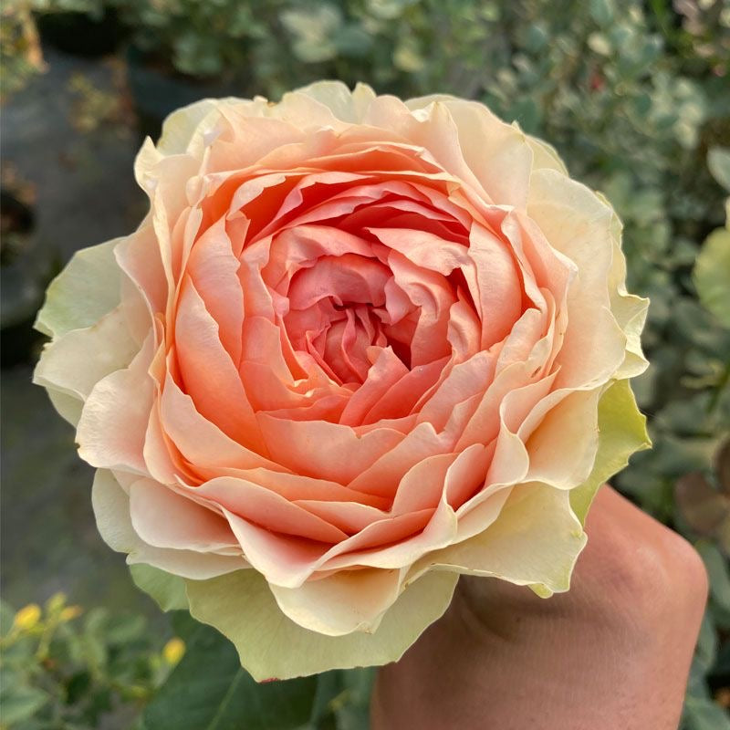Gravity Rose-吸引力｜Dutch Cut Rose