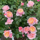 Chinese Rose YINGYING PINK 盈盈粉 Big plant.