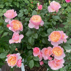 YINGYING PINK Rose-盈盈粉｜Chinese Shrub Rose